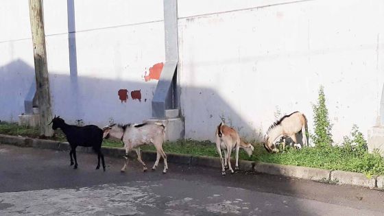 28e jour de confinement: calme plat à Bain-des-Dames à l’exception des cabris qui sont de sortie 