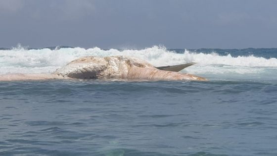 Cachalot retrouvé sans vie à Rodrigues : des prélèvements effectués