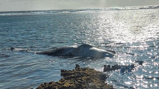 Un cachalot s’échoue à Rodrigues 