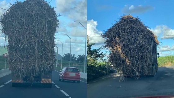 Camion surchargé de canne à sucre : un véritable danger pour les usagers de la route