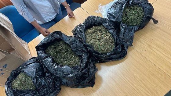 Flacq : du cannabis réunionnais, estimé à Rs 7,6 M, saisi dans un camion