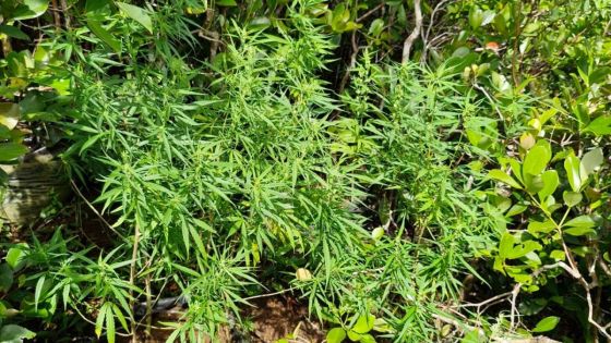 Tamarind Falls : des plants de cannabis d'une valeur de Rs 4,6 millions déracinés