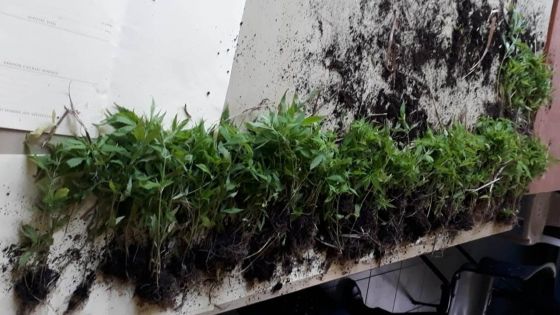 Terre-Rouge : Rs 900 000 plants de cannabis déracinés