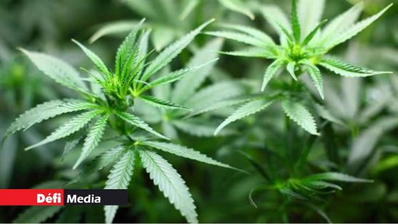 À la recherche du suspect Sandeep Dussoye, des policiers tombent sur une trentaine de plantes de cannabis à Mare-aux-Vacoas