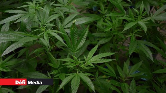 Découverte de plus de 30 plants de cannabis près du terrain de basket d'un collège d'État