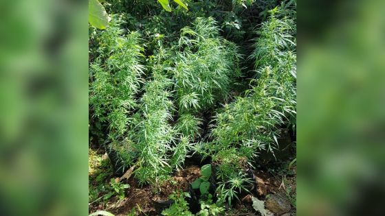 Crève-cœur : 2422 plantes de cannabis valant Rs 7,2 millions déracinées
