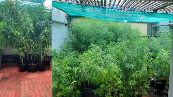 52 plants de cannabis découverts chez un habitant de Rivière-du-Rempart 