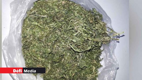 Du cannabis d’une valeur de Rs 4,5 millions saisi à Gokhoola