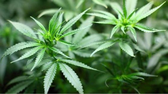 La Thaïlande envisage de recriminaliser le cannabis, menaçant une industrie d'un milliard de dollars