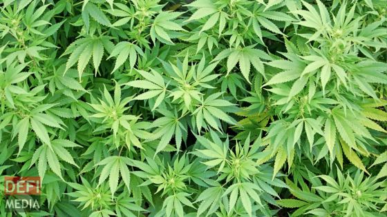  Cannabis : plus de 900 plants déracinés