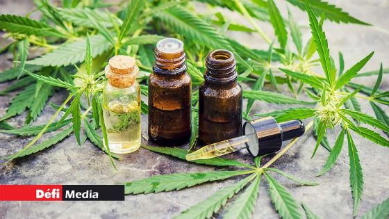 Cannabis thérapeutique : la Santé lance un appel d’offres 