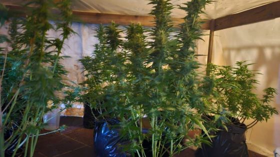 Albion : 31 plants de cannabis saisis