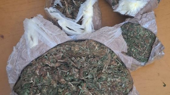 Rodrigues : saisie de Rs 9 millions de cannabis dans un conteneur