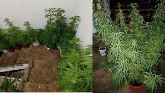 Saisie de près d'un demi-million de roupies de cannabis au domicile d'un habitant de Plaine-Verte