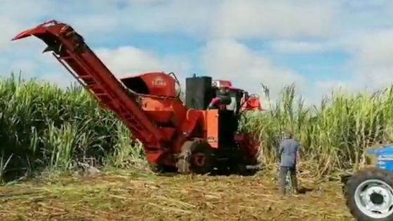 Canne à sucre : l’État met une moissonneuse à la disposition des petits planteurs