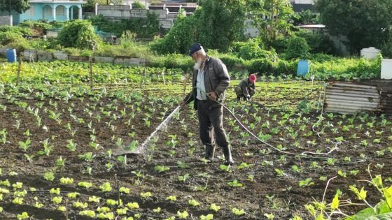 [En images] Les planteurs ont du pain sur la planche