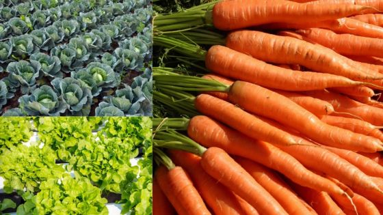 Dans l’Est du pays : choux, laitues ainsi que des carottes emportés des plantations 