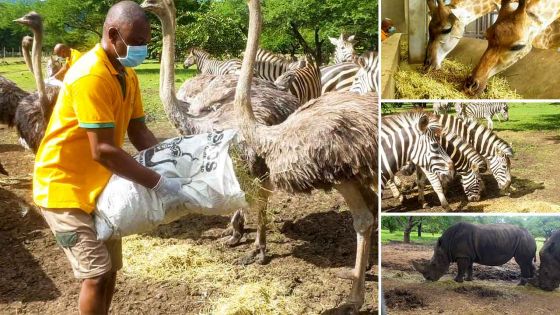 Casela Nature Parks : les soigneurs aux petits soins des animaux malgré le confinement