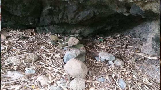 [En images] Rodrigues : le «trésor» se trouve sous ce rocher 