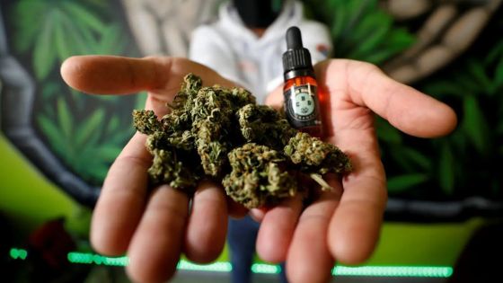 Légalisation et dépénalisation du cannabis : en attendant des lois sur la question, les boutiques CBD, nouvelles tendances en France 