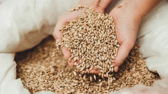 Céréales : vers une hausse des prix mondiaux 