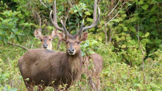 Saison de chasse : entre 500 et 550 tonnes de viande de cerf attendue