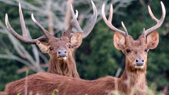 Viande de cerf : entre Rs 200 et Rs 260 le demi-kilo cette saison