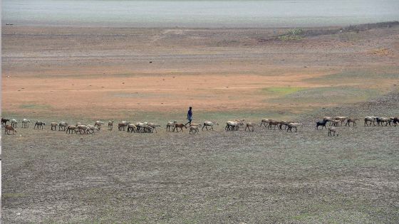 Inde : 78 morts de la chaleur extrême en deux jours 