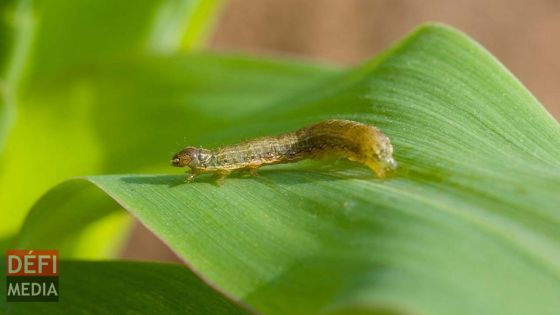 Chenilles légionnaires : Mesures pour lutter contre la propagation des chenilles dans les champs