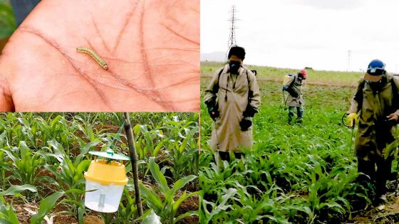 Chenilles légionnaires : 11 sites identifiés à Maurice