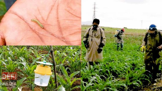 Chenilles légionnaires à Rodrigues : des pesticides utilisés pour lutter contre les insectes