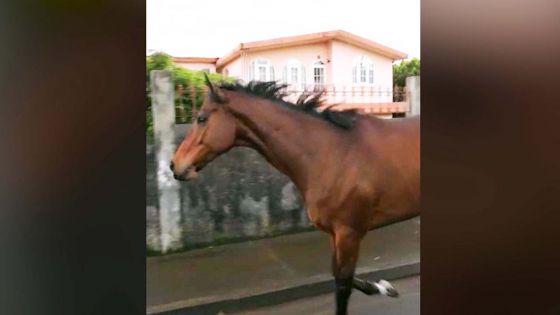 Club hippique de Floréal : un cheval file à la … mauricienne pour une petite escapade