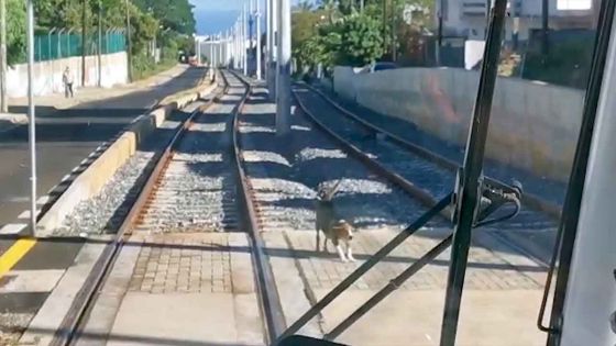 Barkly : un chien errant ralentit le tram
