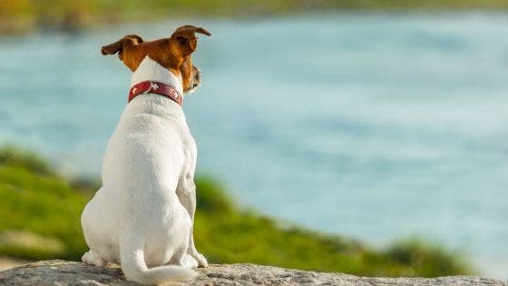 Un chien tué par balle, un autre empoisonné