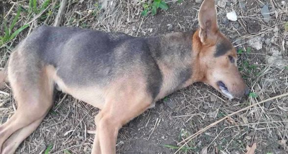 Acte de barbarie : sept chiens retrouvés morts sur un terrain de foot à Case-Noyale 