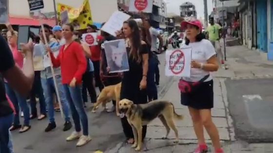 Journée mondiale des animaux : deux chiens défilent aux côtés des manifestants