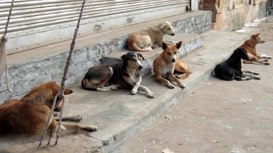 Enregistrement obligatoire des chiens : une mesure qui divise