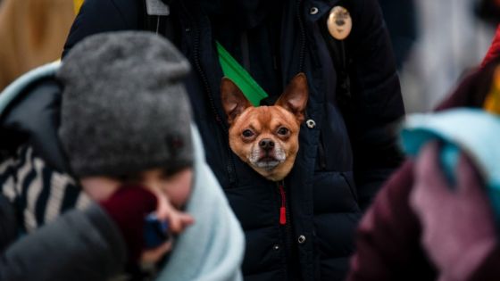 Pour les Ukrainiens qui fuient la guerre, les femmes, les enfants... et les animaux d'abord !