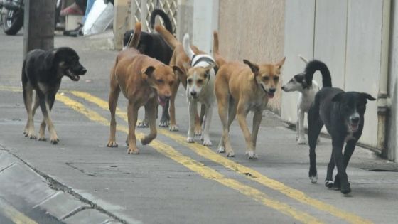 Cruauté envers les animaux : une série de morts suspectes de chiens secoue deux villages