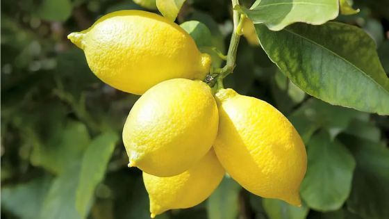 Vol de citrons - Il menace son père avec un sabre : «Si to al la polis mo pou koup twa» 