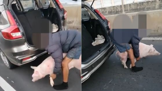 Un cochon bloque la circulation, buzz sur TikTok