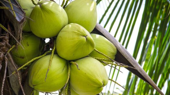 À Port-Louis : deux Indiens arrêtés pour vol de noix de coco 