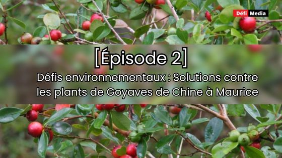 [Épisode 2] Défis environnementaux : un expert évoque les solutions pour contrer l'invasion des plants de goyaves de Chine à Maurice