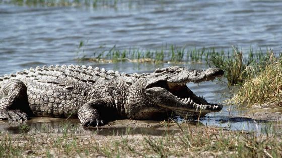 Un Australien a survécu trois semaines dans une forêt peuplée de crocodiles