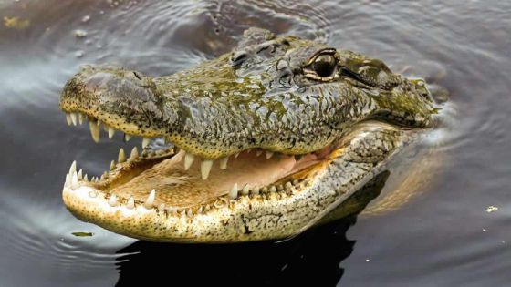 Australie : un requin entraîne une femme dans des eaux infestées de crocodiles