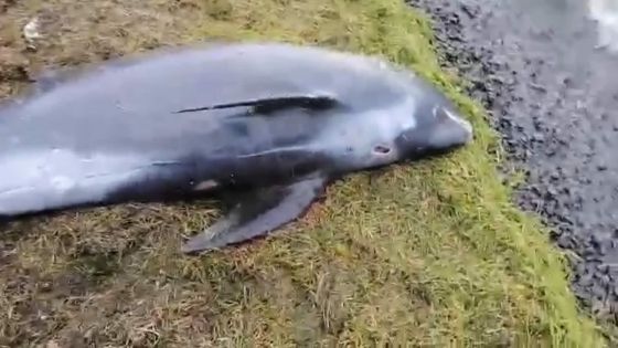 Un dauphin mort retrouvé à Deux-Frères 