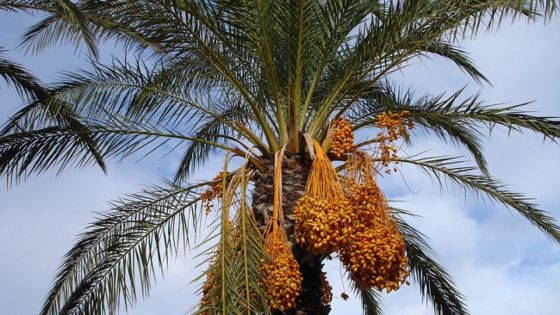 Agro-industrie : l'importation de dattes fraîches interdite, les dattes séchées autorisées sous condition