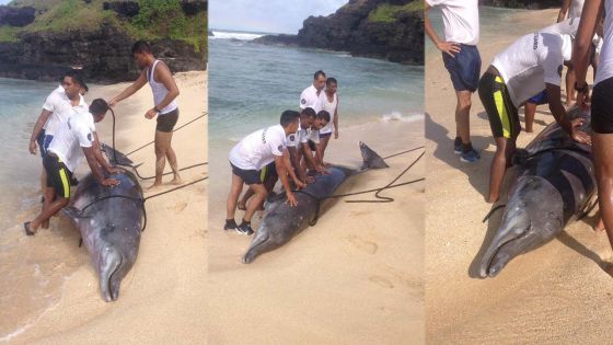 Gris-Gris : un dauphin pesant de plus de 450 kilos s’échoue sur la plage