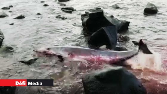 Gris-Gris : des analyses seront effectuées sur le second dauphin retrouvé mort 