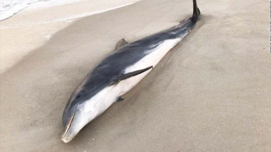 Rs 743 600 pour des informations sur l’auteur du massacre de deux dauphins en Floride         